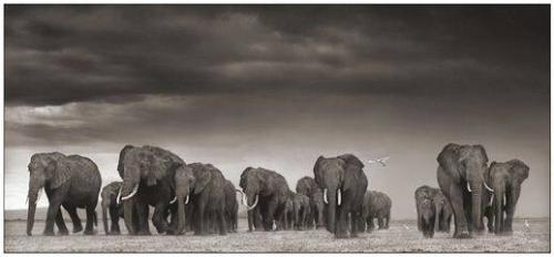 Elephant and Egrets after Storm, Amboseli, 2007