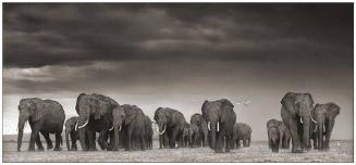 Elephant and Egrets after Storm, Amboseli, 2007