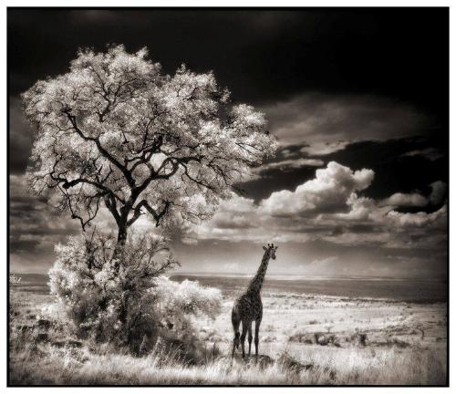 Giraffe Looking Out Over Plains, Serengeti, 2002