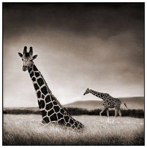Giraffe Sitting, Aberdares, 2000