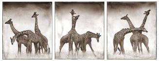 Giraffe Triptych, Maasai Mara, 2005