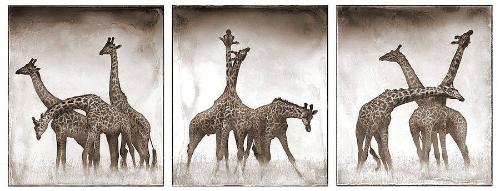 Giraffe Triptych, Maasai Mara, 2005