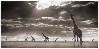 Giraffes in Evening Light, Maasai Mara, 2006