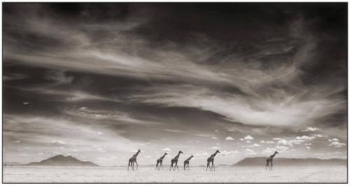 Giraffes under Swirling Clouds, Amboseli, 2007