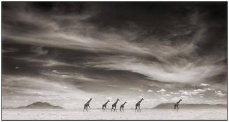 Giraffes under Swirling Clouds, Amboseli, 2007