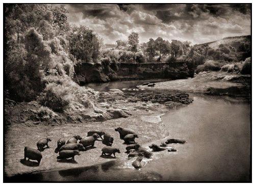 Hippos on the Mara River, Maasai Mara, 2002