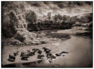 Hippos on the Mara River, Maasai Mara, 2002