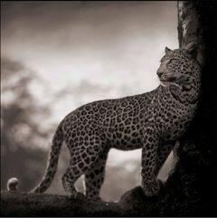 Leopard in Crook of Tree, Nakuru, 2007