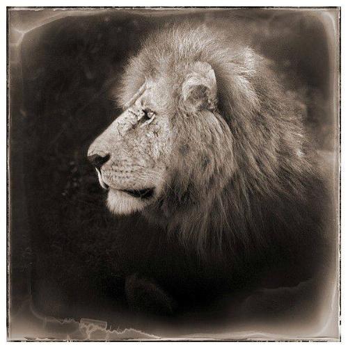 Portrait of Lion, Serengeti, 2000
