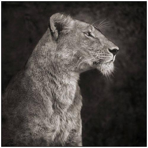 Portrait of Lioness against Rock, Serengeti, 2007