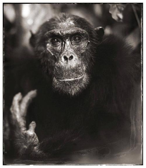 Portrait of Old Chimpanzee with Hand II, Manhale, 2003