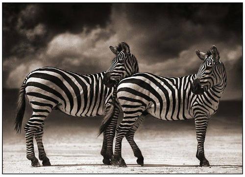 Portrait of Two Zebras Turning Heads, Ngorongoro Crater, 2005