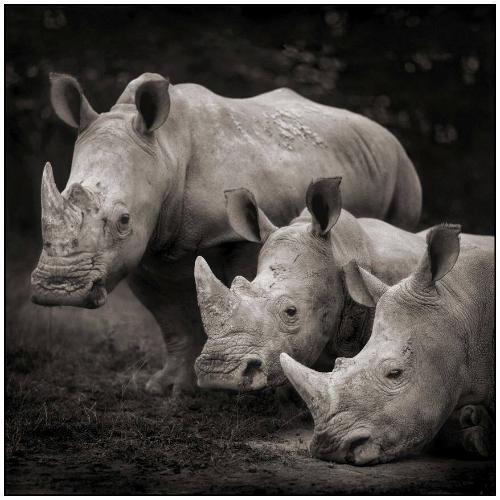 Three Rhinos, Nakuru, 2007