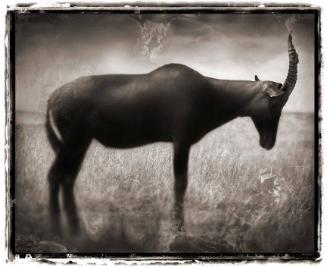 Topi Bowing Head, Maasai Mara, 2004