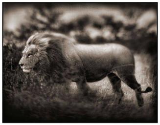 Windswept Lion, Serengeti, 2002