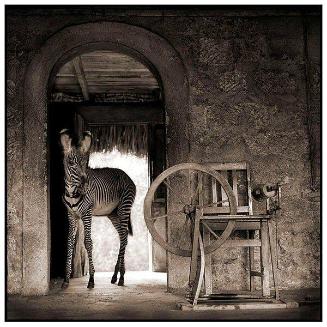 Zebra in Doorway, Lewa, 2002