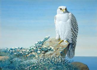 Arctic Gyrfalcon
