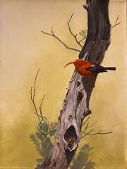 Old I'iwi