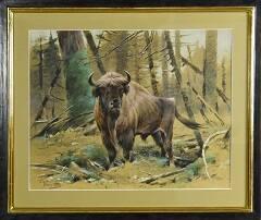 Bison im Wald
