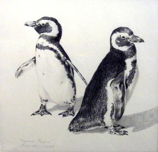 Magellanic Penguin Study