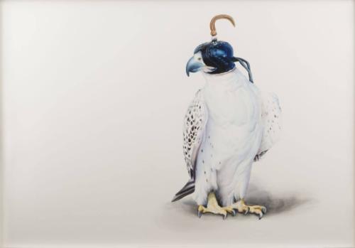 Hooded Hawk