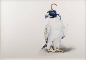 Hooded Hawk