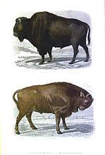 Bisonte de America and Bisonte de Europa