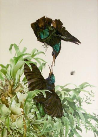 Paradise Riflebirds