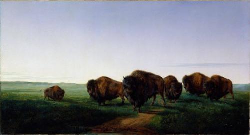 A Group of Buffalo