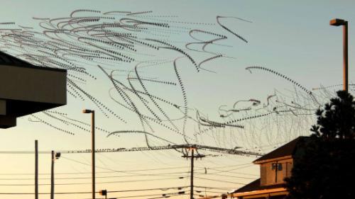 Line Birds F15