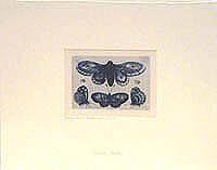 A Moth, Three Butterflies, and Two Beetles