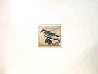 A Jay, with a distant view of the Rhine at Remagen