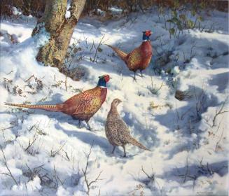 Pheasants in the Snow