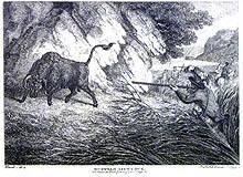 Buffalo Hunting
