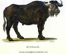 Buffalo (European)