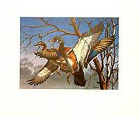 Federal Duck Stamp Design, 1974