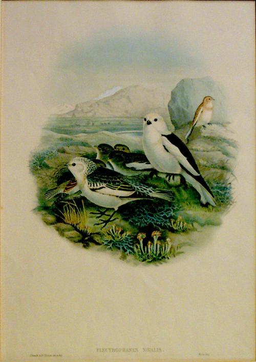 John Gould