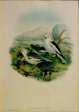 Plectrophanes Nivalis