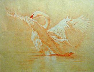 Left-side Study of a Trumpeter Swan Drying its Wings