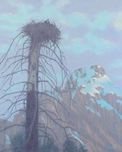 Study of an Osprey in its Nest