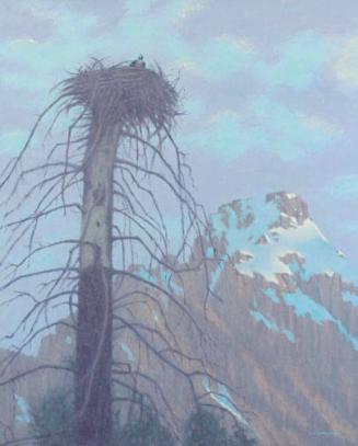 Study of an Osprey in its Nest