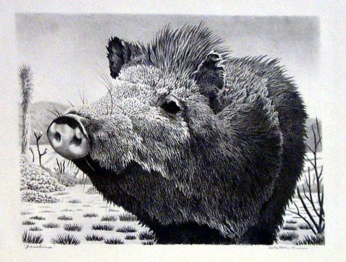 Javelina