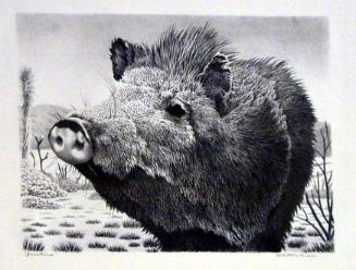 Javelina