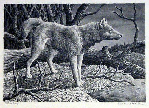 Grey Wolf