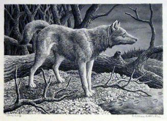 Grey Wolf