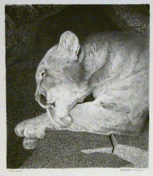 Puma