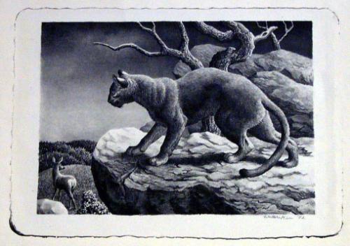 Cougar and Doe