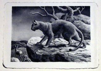 Cougar and Doe