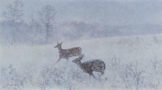 Two Deer in a Blizzard