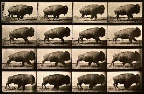 Buffalo Walking